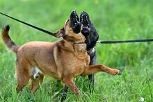 WAFFEL, Hund, Mischlingshund in Polen - Bild 15