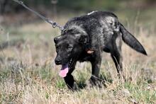 WAFFEL, Hund, Mischlingshund in Polen - Bild 2