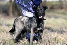 WAFFEL, Hund, Mischlingshund in Polen - Bild 3