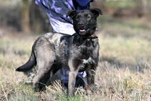 WAFFEL, Hund, Mischlingshund in Polen - Bild 4