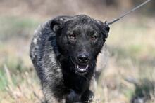 WAFFEL, Hund, Mischlingshund in Polen - Bild 6