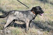 WAFFEL, Hund, Mischlingshund in Polen - Bild 7