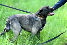 WAFFEL, Hund, Mischlingshund in Polen - Bild 8