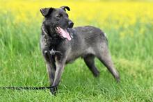 WAFFEL, Hund, Mischlingshund in Polen - Bild 9