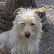 COTTON, Hund, Cairn Terrier-Mix in Spanien - Bild 1