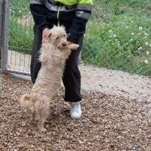 COTTON, Hund, Cairn Terrier-Mix in Spanien - Bild 2
