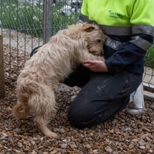 COTTON, Hund, Cairn Terrier-Mix in Spanien - Bild 3