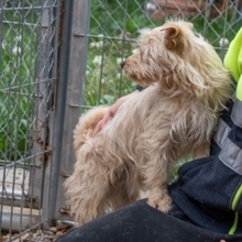 COTTON, Hund, Cairn Terrier-Mix in Spanien - Bild 4