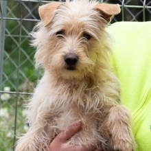 COTTON, Hund, Cairn Terrier-Mix in Spanien - Bild 5