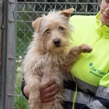 COTTON, Hund, Cairn Terrier-Mix in Spanien - Bild 6
