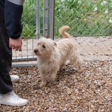 COTTON, Hund, Cairn Terrier-Mix in Spanien - Bild 7