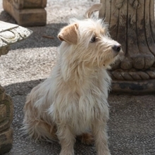 COTTON, Hund, Cairn Terrier-Mix in Spanien - Bild 8