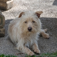 COTTON, Hund, Cairn Terrier-Mix in Spanien - Bild 9