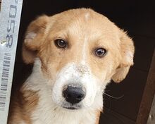 JIMMY, Hund, Mischlingshund in Rumänien - Bild 1