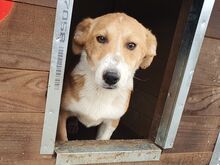 JIMMY, Hund, Mischlingshund in Rumänien - Bild 3