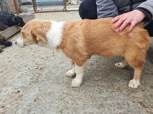 JIMMY, Hund, Mischlingshund in Rumänien - Bild 4