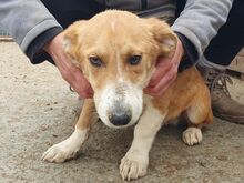 JIMMY, Hund, Mischlingshund in Rumänien - Bild 5
