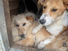JIMMY, Hund, Mischlingshund in Rumänien - Bild 6