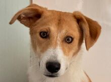 JIMMY, Hund, Mischlingshund in Hamminkeln