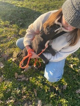 MORCHEEBA, Hund, Mischlingshund in Ungarn - Bild 10