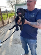 MORCHEEBA, Hund, Mischlingshund in Ungarn - Bild 12