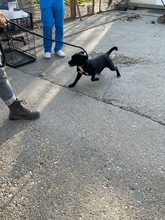 MORCHEEBA, Hund, Mischlingshund in Ungarn - Bild 13