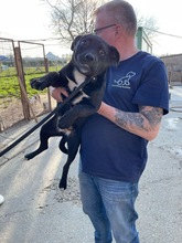 MORCHEEBA, Hund, Mischlingshund in Ungarn - Bild 14