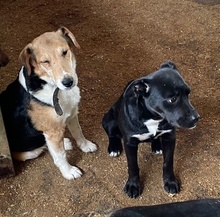 MORCHEEBA, Hund, Mischlingshund in Ungarn - Bild 16