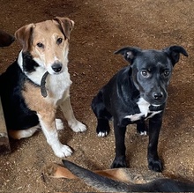MORCHEEBA, Hund, Mischlingshund in Ungarn - Bild 17