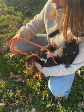 MORCHEEBA, Hund, Mischlingshund in Ungarn - Bild 3