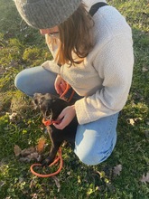 MORCHEEBA, Hund, Mischlingshund in Ungarn - Bild 4