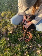 MORCHEEBA, Hund, Mischlingshund in Ungarn - Bild 5