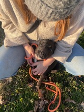 MORCHEEBA, Hund, Mischlingshund in Ungarn - Bild 6