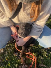 MORCHEEBA, Hund, Mischlingshund in Ungarn - Bild 7