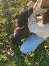MORCHEEBA, Hund, Mischlingshund in Ungarn - Bild 9