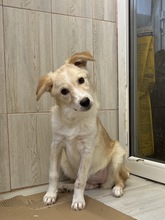 LASSIE, Hund, Mischlingshund in Rumänien - Bild 1