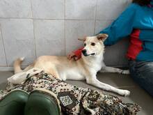LASSIE, Hund, Mischlingshund in Rumänien - Bild 2