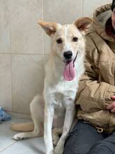 LASSIE, Hund, Mischlingshund in Rumänien - Bild 3
