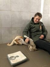 LASSIE, Hund, Mischlingshund in Rumänien - Bild 4