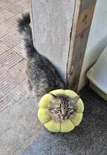 ESTEBAN, Katze, Europäisch Kurzhaar in Spanien - Bild 2
