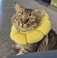 ESTEBAN, Katze, Europäisch Kurzhaar in Spanien - Bild 4