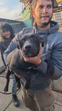 MOBBYDICK, Hund, Mischlingshund in Ungarn - Bild 1