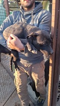 MOBBYDICK, Hund, Mischlingshund in Ungarn - Bild 2