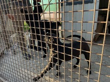 MOBBYDICK, Hund, Mischlingshund in Ungarn - Bild 3