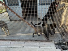 MOBBYDICK, Hund, Mischlingshund in Ungarn - Bild 4
