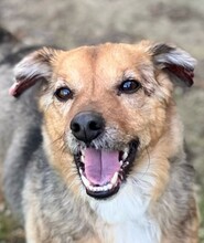 CHICHIBIO, Hund, Mischlingshund in Italien - Bild 1
