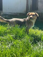 CHICHIBIO, Hund, Mischlingshund in Italien - Bild 2