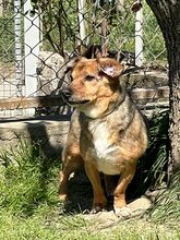 CHICHIBIO, Hund, Mischlingshund in Italien - Bild 3