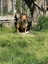 CHICHIBIO, Hund, Mischlingshund in Italien - Bild 4