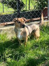 CHICHIBIO, Hund, Mischlingshund in Italien - Bild 5